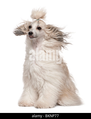 Chinese Crested Dog con i capelli al vento, 2 anni, seduto di fronte a uno sfondo bianco Foto Stock