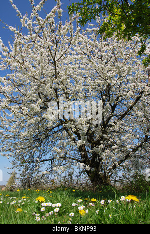 La fioritura degli alberi da frutto in campo di tarassaco vicino Bilzen, Hesbaye Belgio Foto Stock