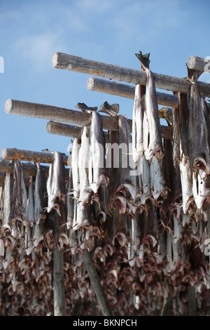 Baccalà appesi ad asciugare in Hamnøy borgo peschereccio di Moskenesøy, una delle isole Lofoten in Norvegia Foto Stock