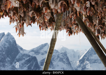 Baccalà appesi ad asciugare in Hamnøy borgo peschereccio di Moskenesøy, una delle isole Lofoten in Norvegia Foto Stock