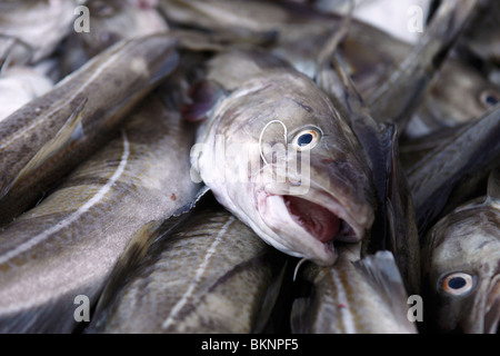 Linea di fresco pescato il pesce merluzzo pre eviscerazione Ballstad borgo peschereccio di Vestvågøy, una delle isole Lofoten in Norvegia Foto Stock