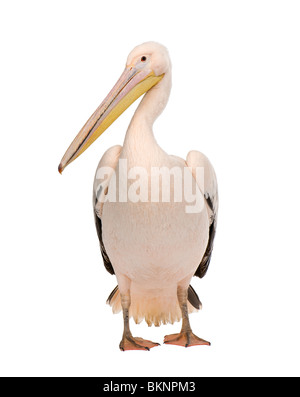 White Pelican, Pelecanus onocrotalus, 18 mesi di età, di fronte a uno sfondo bianco Foto Stock