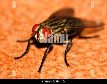 Comune volare housefly diptera musca macro close-up Foto Stock