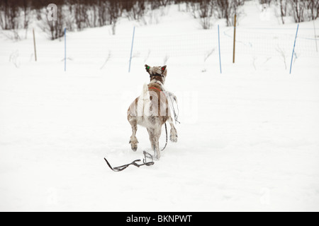 La renna Racing World Cup che si terrà durante il Sami Festival di Pasqua a Kautokeino nel Finnmarksvidda nelle regioni artiche della Norvegia Foto Stock