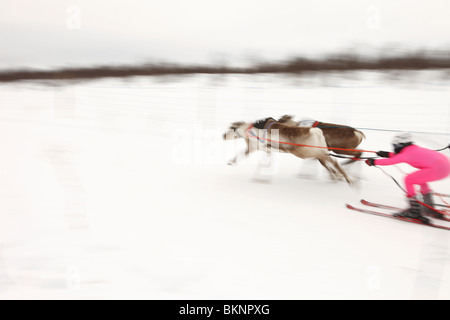 La renna Racing World Cup che si terrà durante il Sami Festival di Pasqua a Kautokeino nel Finnmarksvidda nelle regioni artiche della Norvegia Foto Stock