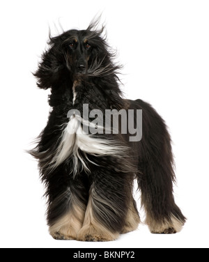 Afghan Hound con i suoi capelli al vento, 4 anni, in piedi di fronte a uno sfondo bianco Foto Stock