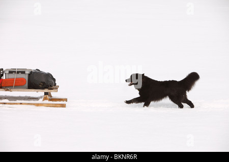 Il Sami annuale di primavera di migrazione delle renne da Stubba nr Gällivare in Svezia attraverso le loro terre ancestrali in Lapponia Foto Stock