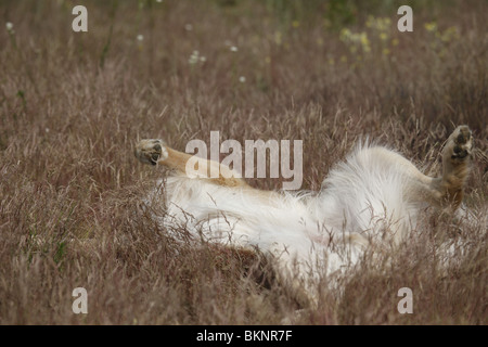 Il Golden Retriever Rüde / maschio Golden Retriever Foto Stock