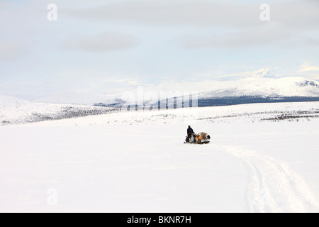 Il Sami annuale di primavera di migrazione delle renne da Stubba nr Gällivare in Svezia attraverso le loro terre ancestrali in Lapponia Foto Stock