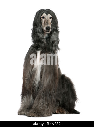 Afghan hound, 7 anni, seduto di fronte a uno sfondo bianco Foto Stock