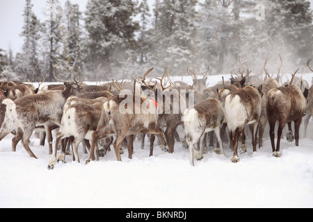 Il Sami annuale di primavera di migrazione delle renne da Stubba nr Gällivare in Svezia attraverso le loro terre ancestrali in Lapponia Foto Stock