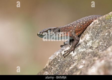 Ritratto di un maschio dalmata algyroides crogiolarvi al sole su una roccia Foto Stock