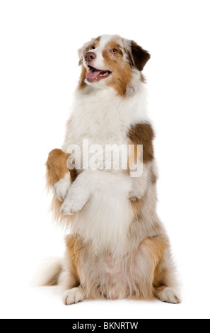 Pastore australiano cane, 4 anni, in piedi sulle zampe posteriori davanti a uno sfondo bianco Foto Stock