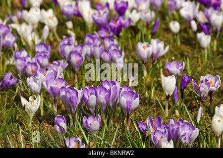 Primo piano di croci porpora e bianco fiori di crocus in Primavera primavera sulla strada Harrogate North Yorkshire Inghilterra UK Regno Unito Gran Bretagna Foto Stock