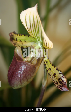 Pianella della Madonna Orchid Paphiopedilum specie Foto Stock