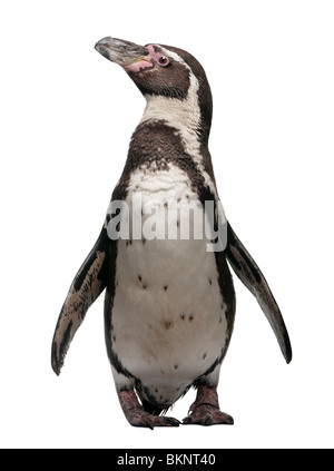 Pinguini Humboldt, Spheniscus Humboldti, in piedi di fronte a uno sfondo bianco Foto Stock