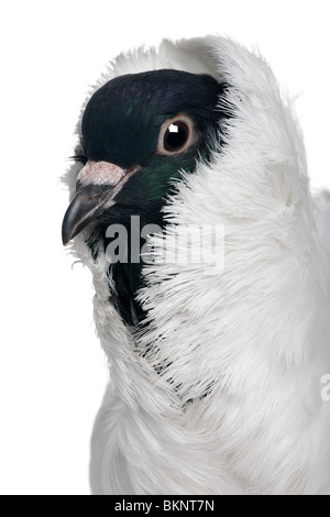 Elmetto tedesco con feathered piedi pigeon davanti a uno sfondo bianco Foto Stock