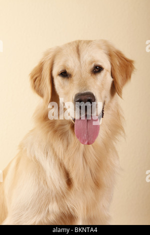 Il Golden Retriever Rüde / maschio Golden Retriever Foto Stock