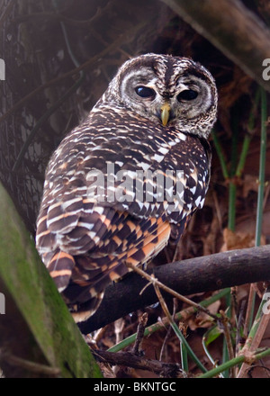 Chaco Allocco (Strix chacoensis) Foto Stock