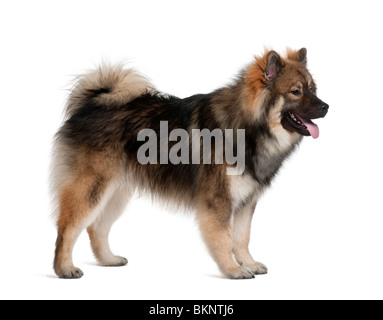 Eurasier dog, 1 anno di età, in piedi di fronte a uno sfondo bianco Foto Stock