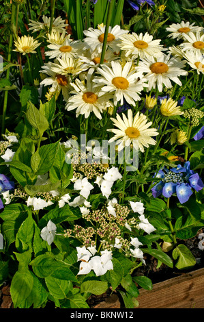 Le Ortensie e Leucanthemum vicino a un confine di fiori Foto Stock