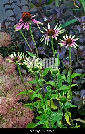Close up di Echinacea purpurea " Verde invidia' Foto Stock