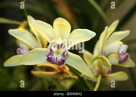 Giallo Orchidea Cymbidium Foto Stock