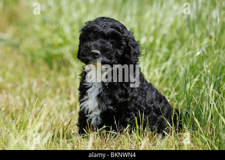 Cockapoo Welpe / Cockapoo cucciolo Foto Stock