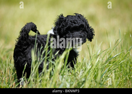 Cockapoo Welpe / Cockapoo cucciolo Foto Stock