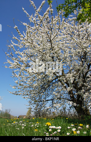 La fioritura degli alberi da frutto in campo di tarassaco vicino Bilzen, Hesbaye Belgio Foto Stock