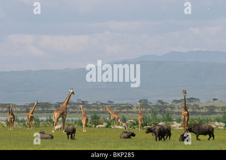 La diversità animale nella prateria savannah Foto Stock