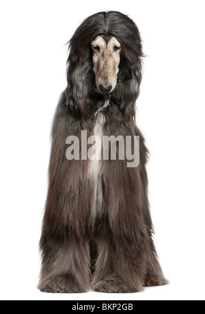 Afghan hound, 7 anni, di fronte a uno sfondo bianco Foto Stock