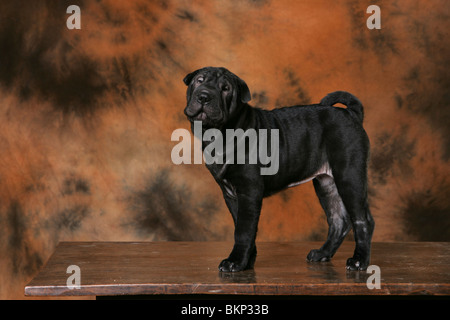 Cucciolo di Shar Pei Foto Stock