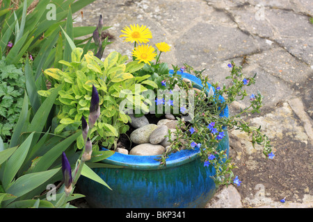 Vaso blu con salvia, lithodora e doronicum Foto Stock