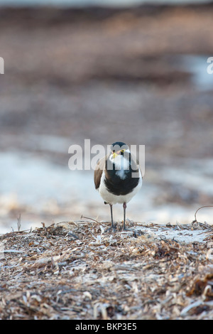 Nastrare Pavoncella. Vanellus tricolore. Australia Rottnest Island Foto Stock