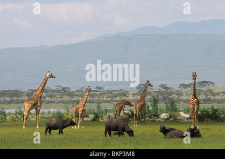 La diversità animale nella prateria savannah Foto Stock