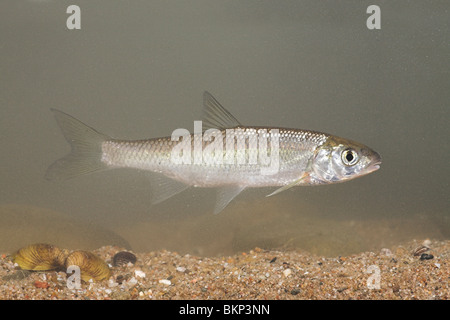 Foto di un dace nuoto al di sopra di un fiume di sabbia di fondo Foto Stock