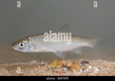 Foto di un dace nuoto al di sopra di una spiaggia sabbiosa riverbottom Foto Stock