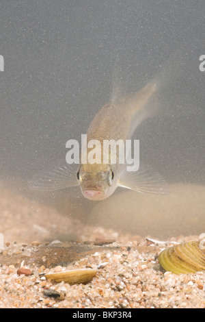 Foto verticale di un dace nuoto al di sopra di una spiaggia sabbiosa riverbottom Foto Stock