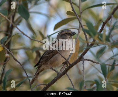 Kenya femmina Rufous Sparrow Passer rufocinctus rufocinctus Foto Stock