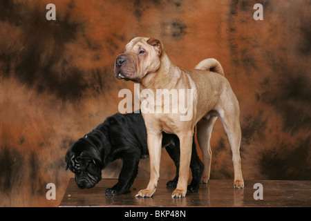 Shar Pei Foto Stock