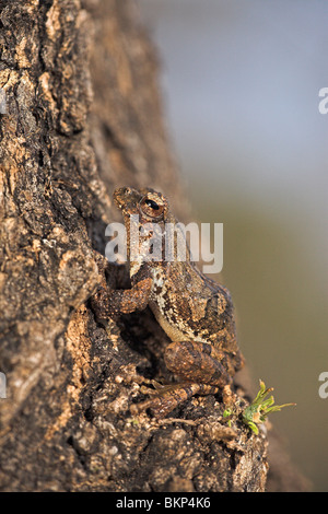 Foto di una rana foamnest arrampicata in una struttura ad albero Foto Stock
