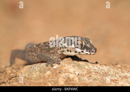 Foto di una piccola lucertola in appoggio su di una roccia Foto Stock