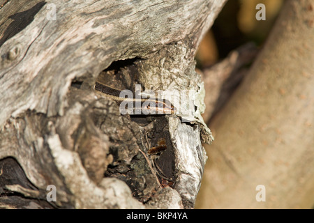 Foto di un striped skink su un tronco di albero Foto Stock