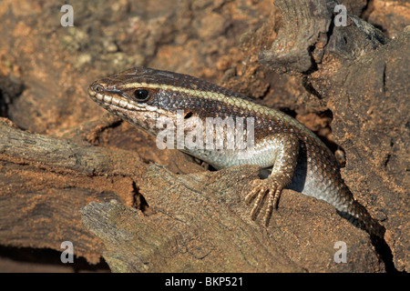 Foto di un striped skink su un tronco di albero Foto Stock