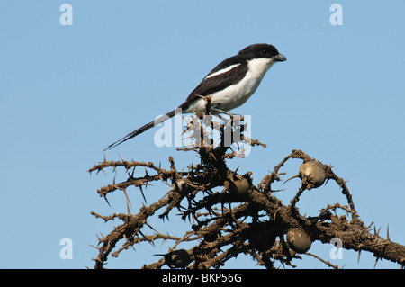 Fiscale comune collaris Lanius Foto Stock