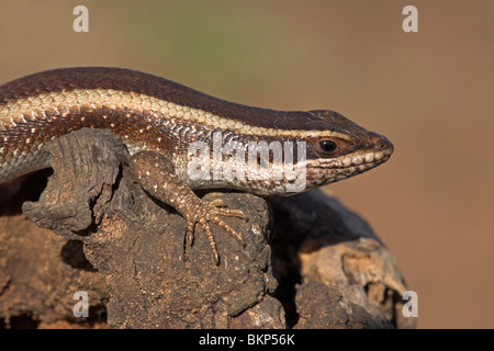 Foto di un striped skink su un tronco di albero Foto Stock