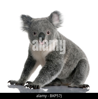 I giovani portano il koala, Phascolarctos cinereus, quattordici mesi, seduto di fronte a uno sfondo bianco Foto Stock