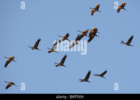 Kraanvogel (grus grus) in vlucht gru europeo (grus grus) in volo Foto Stock