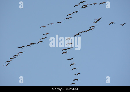 Kraanvogel (grus grus) in vlucht gru europeo (grus grus) in volo Foto Stock